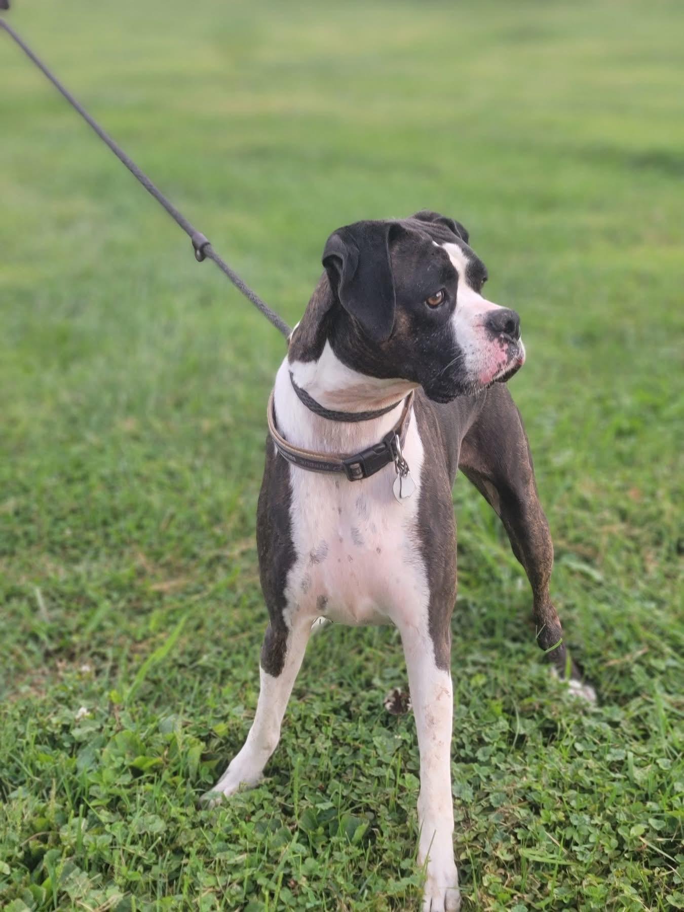 Enlarge Lilly, a Adoptable Boxer in Fountaintown, IN image 3/6
