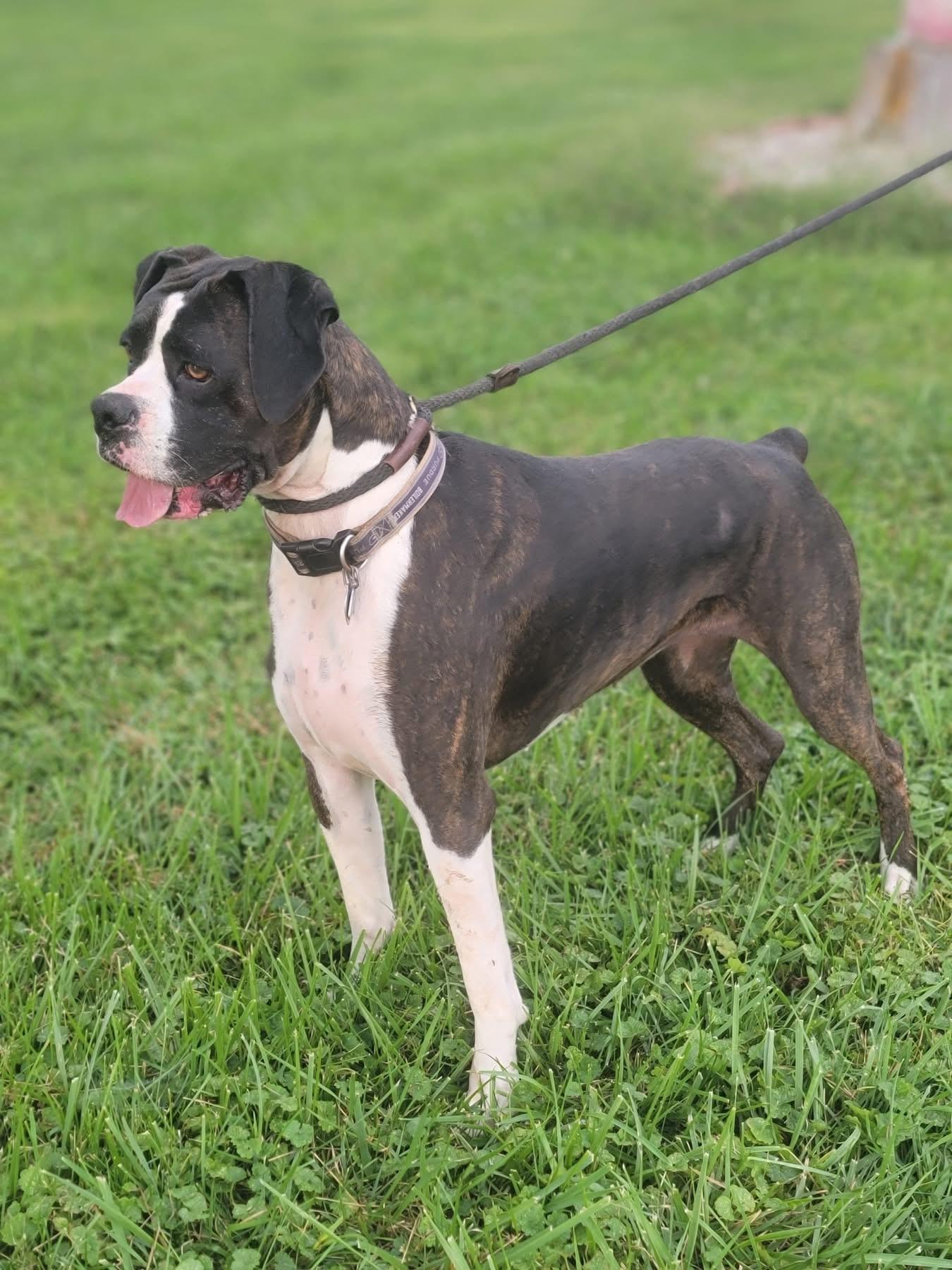 Enlarge Lilly, a Adoptable Boxer in Fountaintown, IN image 2/6