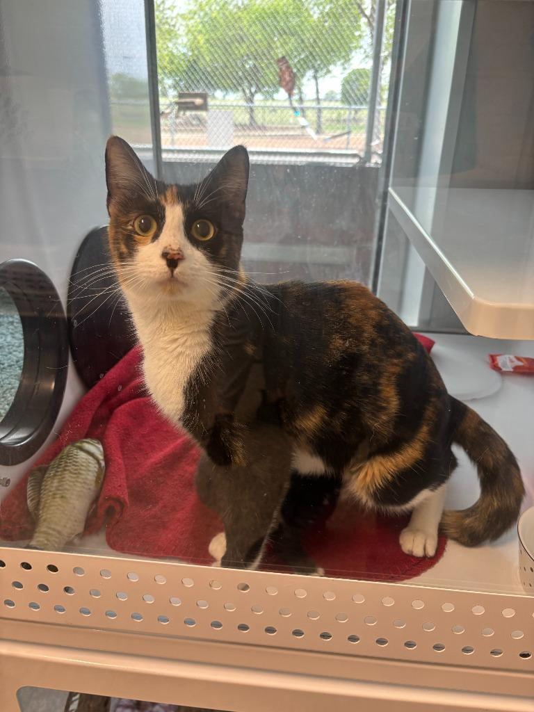 Enlarge Homeland, a Adoptable Abyssinian in Mustang, OK image 1/1