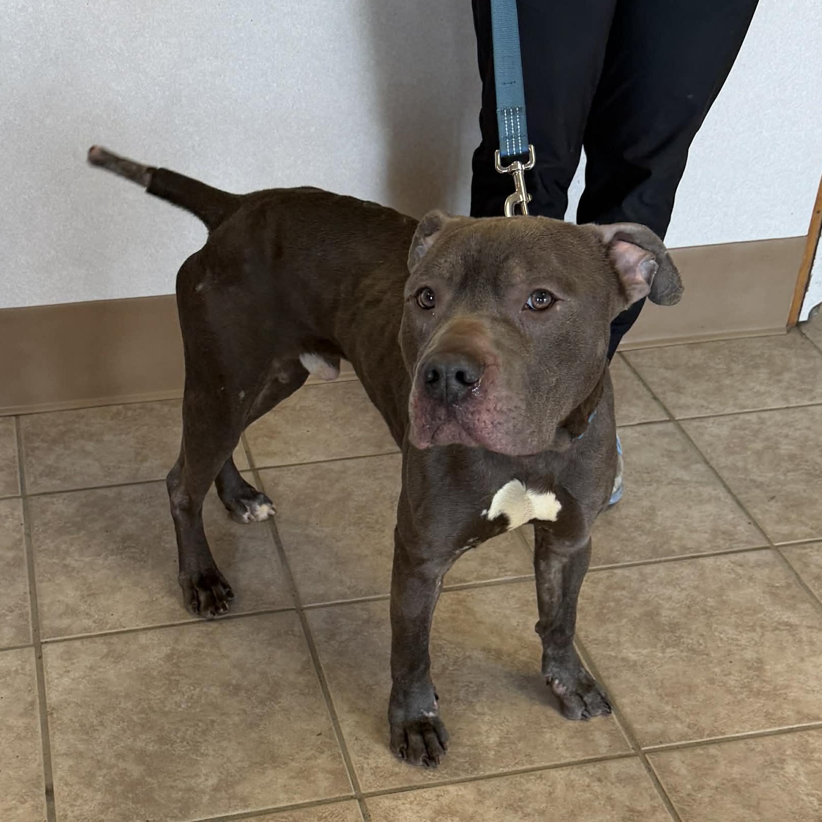 Mater, adoptable, Adult Male Pit Bull Terrier.