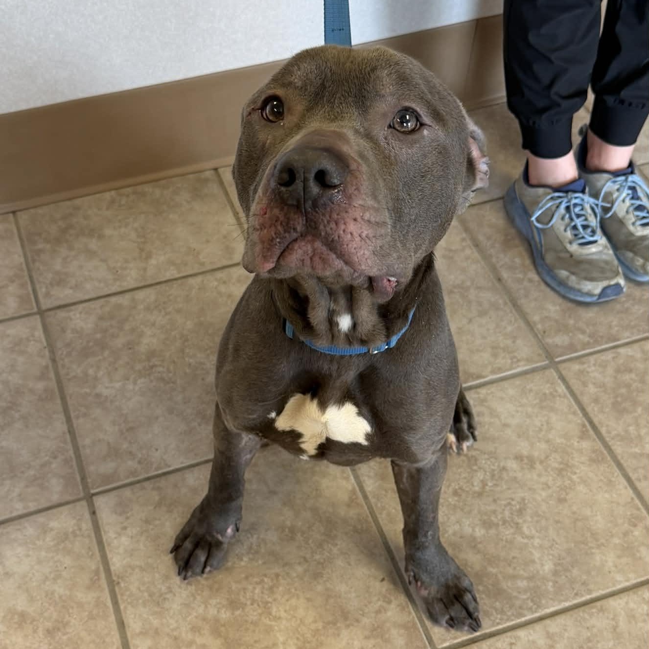 Enlarge Mater, an adoptable mixed breed in Waterloo, IA image 3/3