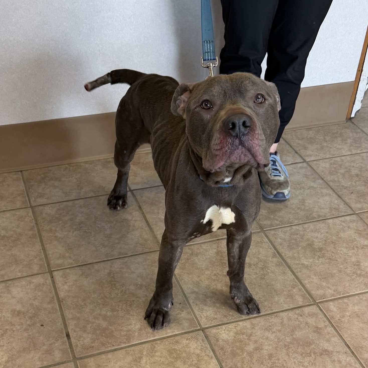 Enlarge Mater, an adoptable mixed breed in Waterloo, IA image 2/3