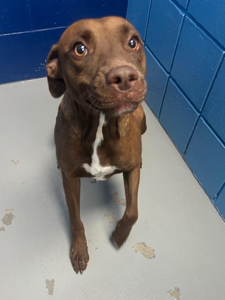 Lil Sprout, Adoptable, Young Female Labrador Retriever.