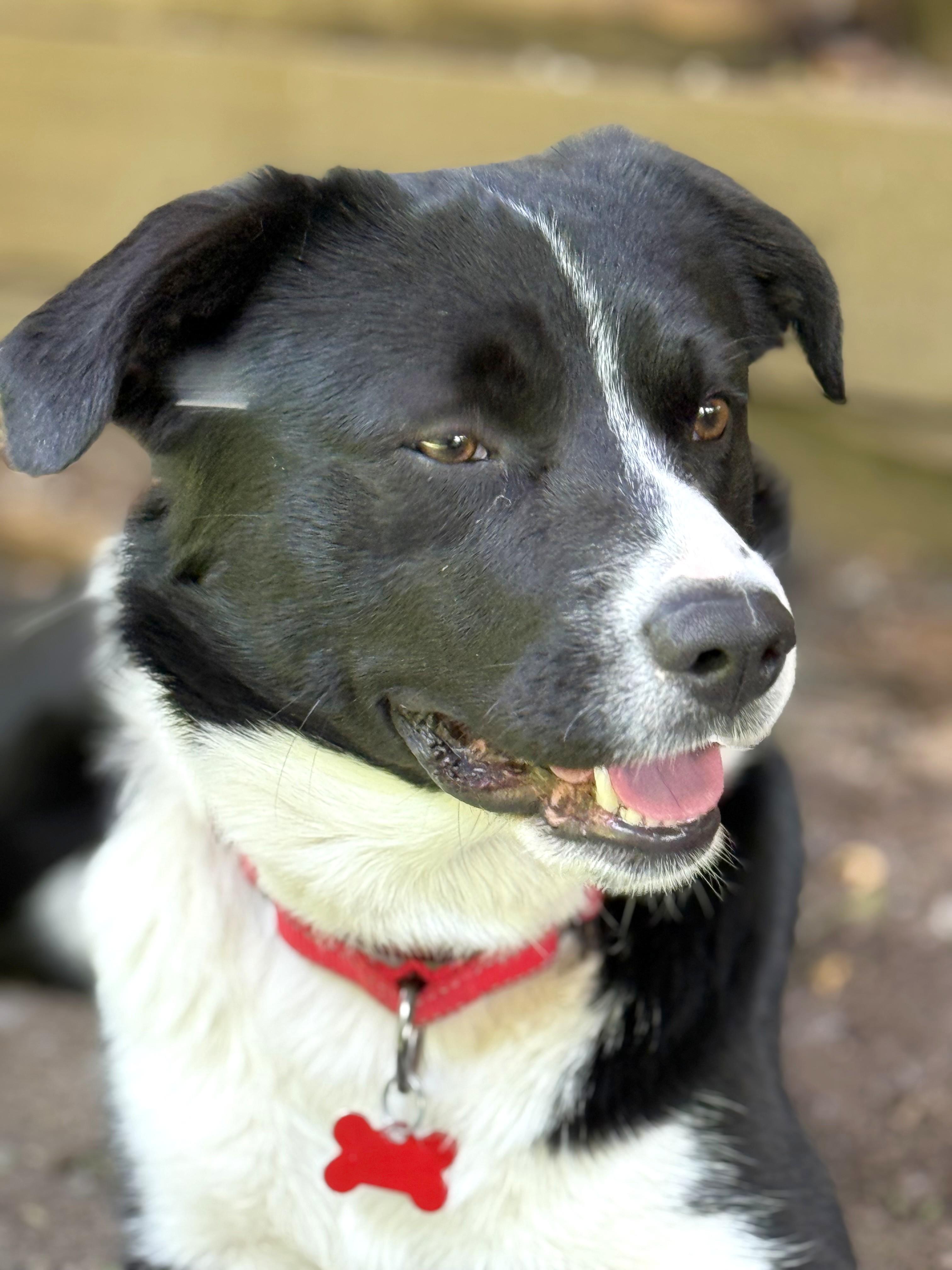 Shep photo 4