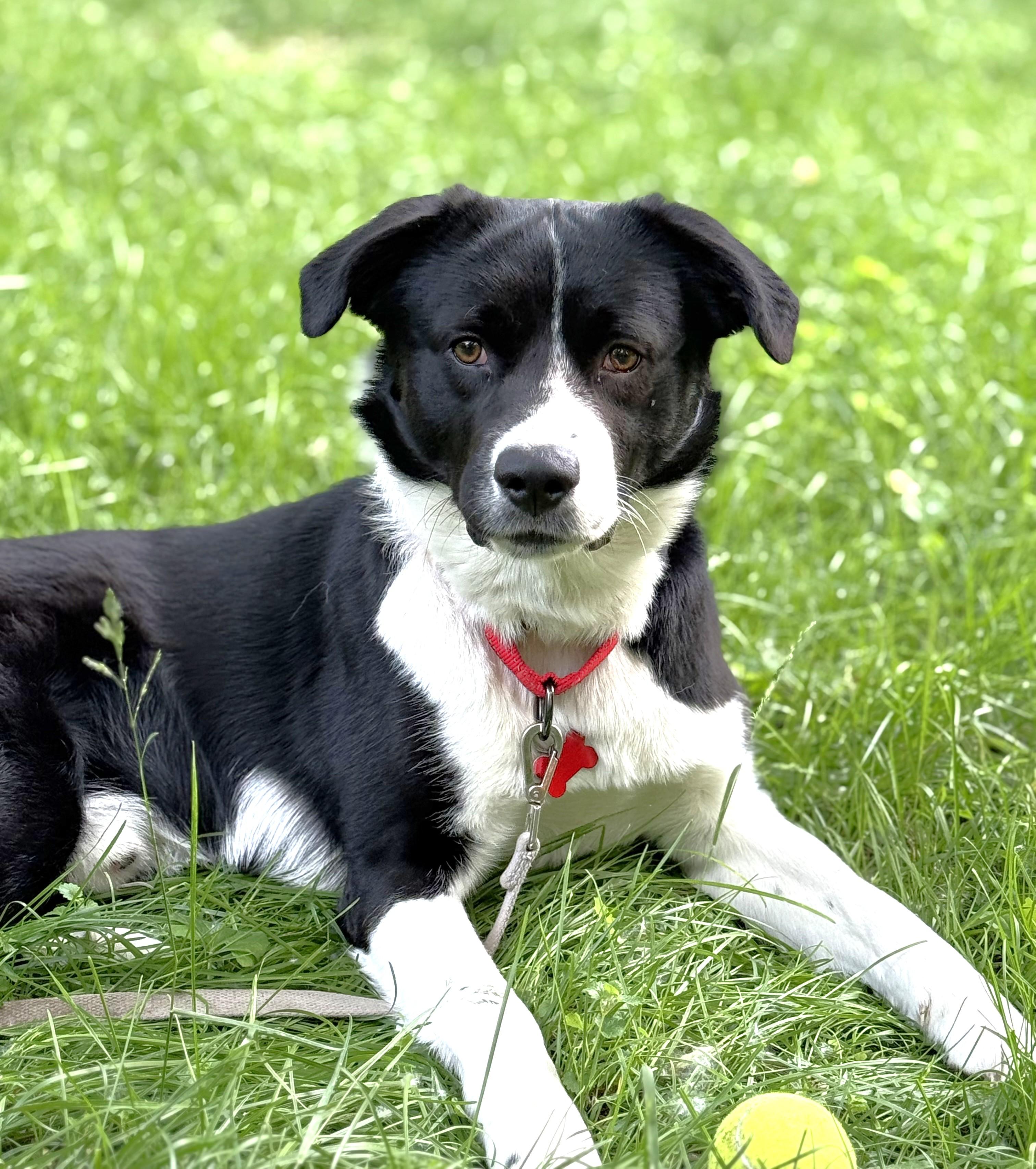 Shep, Young Male Border Collie