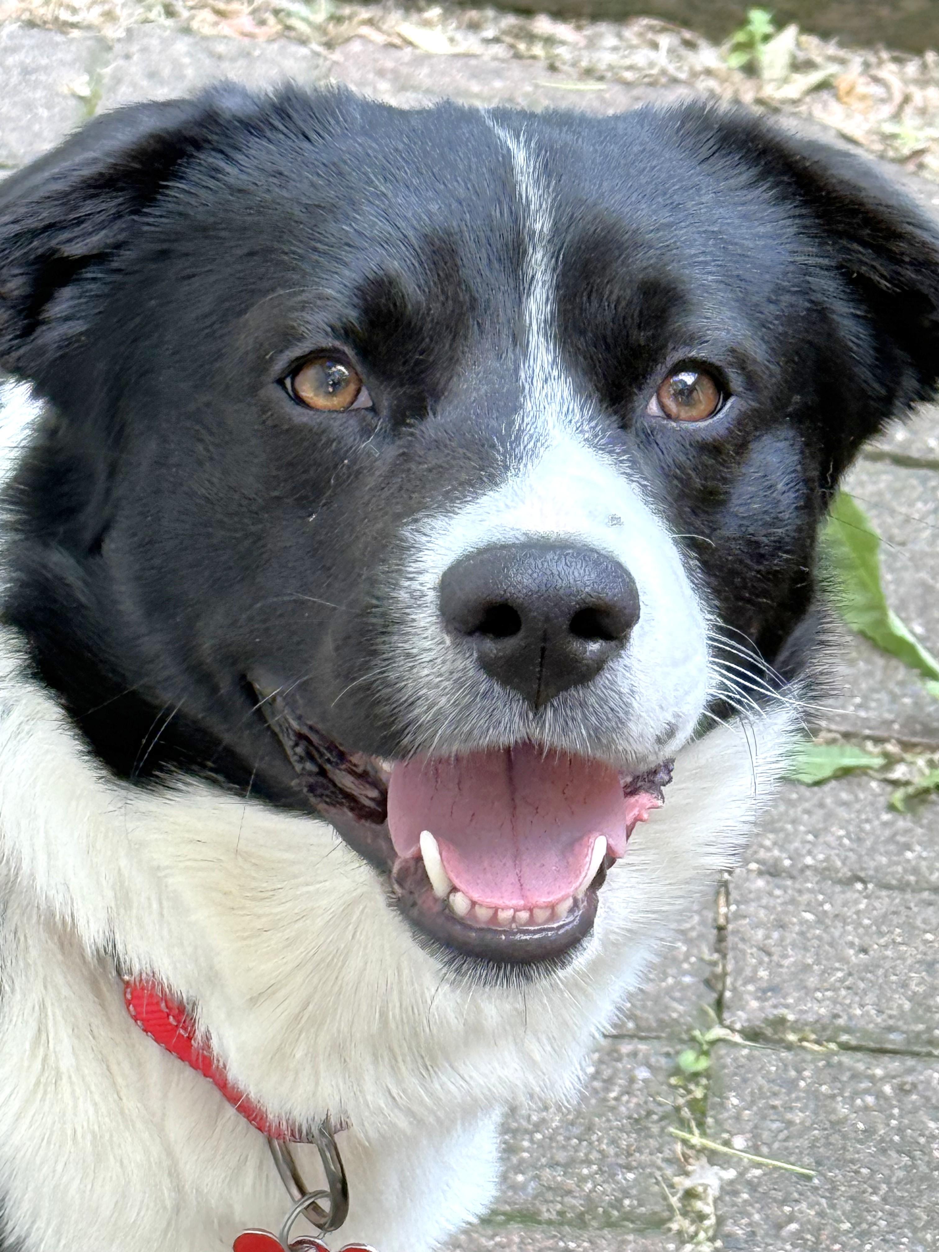 Shep photo 5