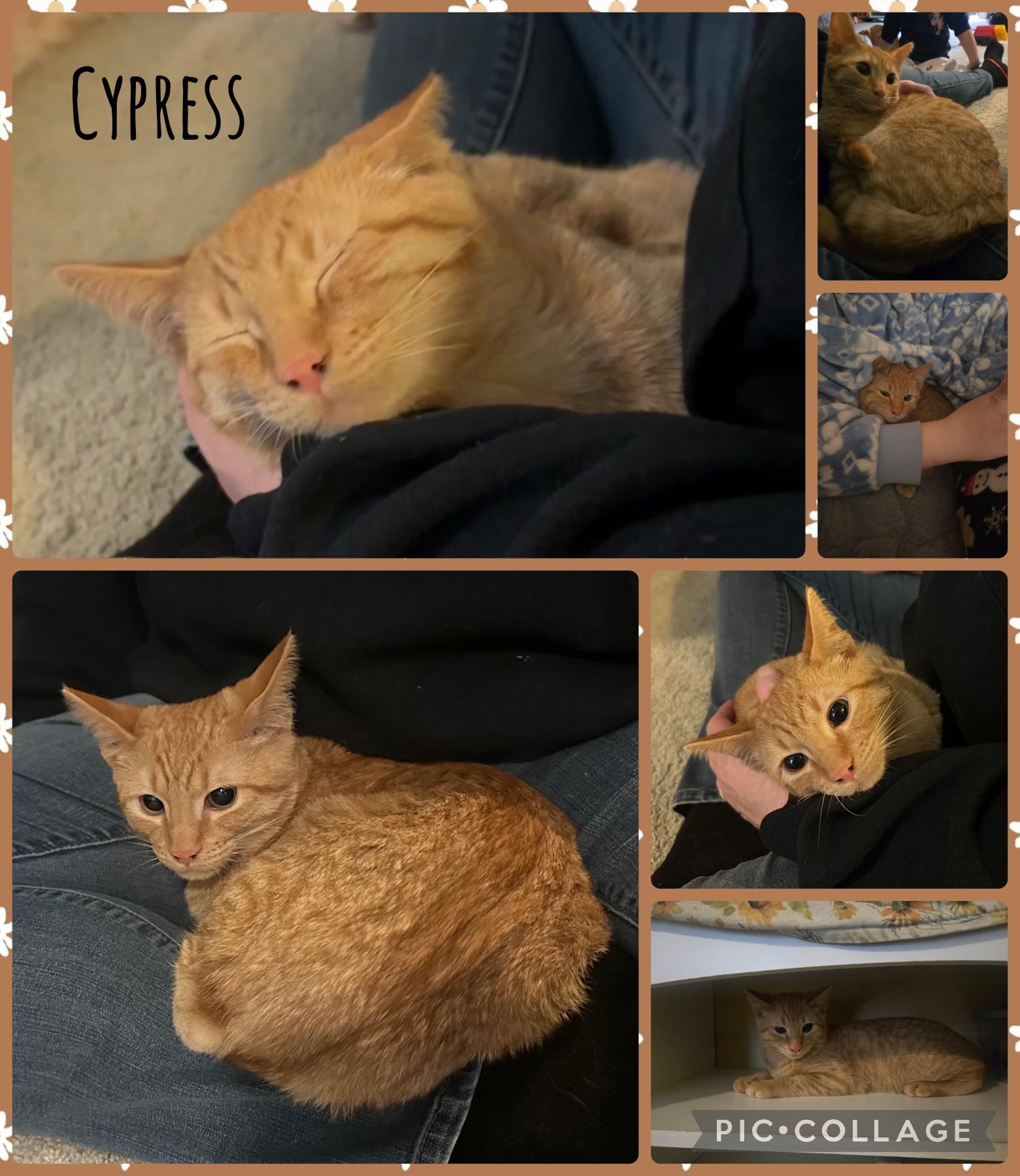 Cypress, Adoptable, Young Male Domestic Short Hair.