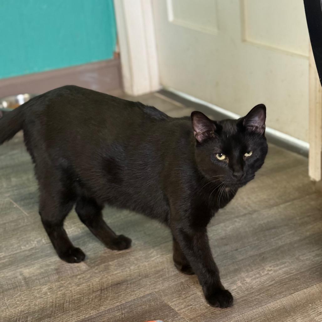 Enlarge Button (Sponsored), a Adoptable Domestic Short Hair in Chariton, IA image 1/6