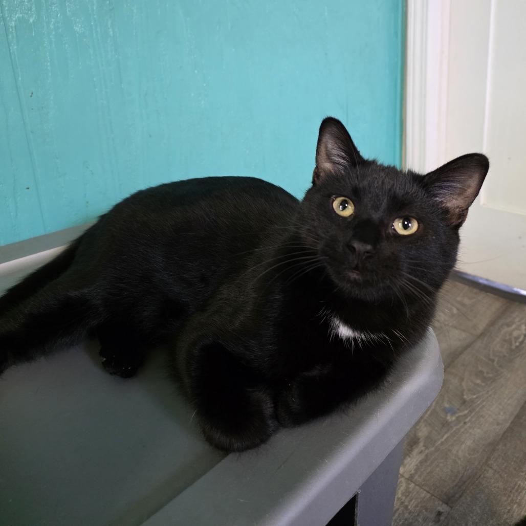 Enlarge Button (Sponsored), a Adoptable Domestic Short Hair in Chariton, IA image 2/6