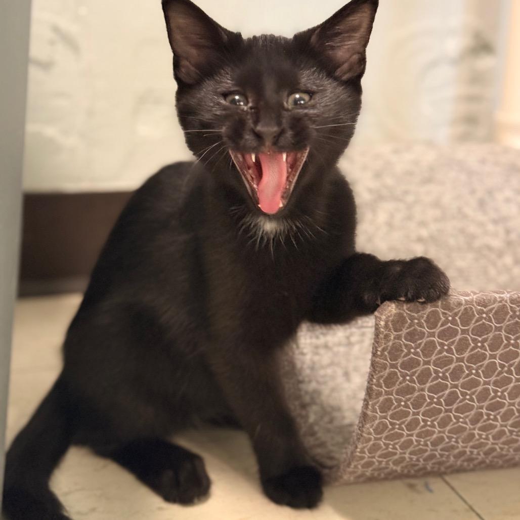 Enlarge Button, a Adoptable Domestic Short Hair in Chariton, IA image 2/6