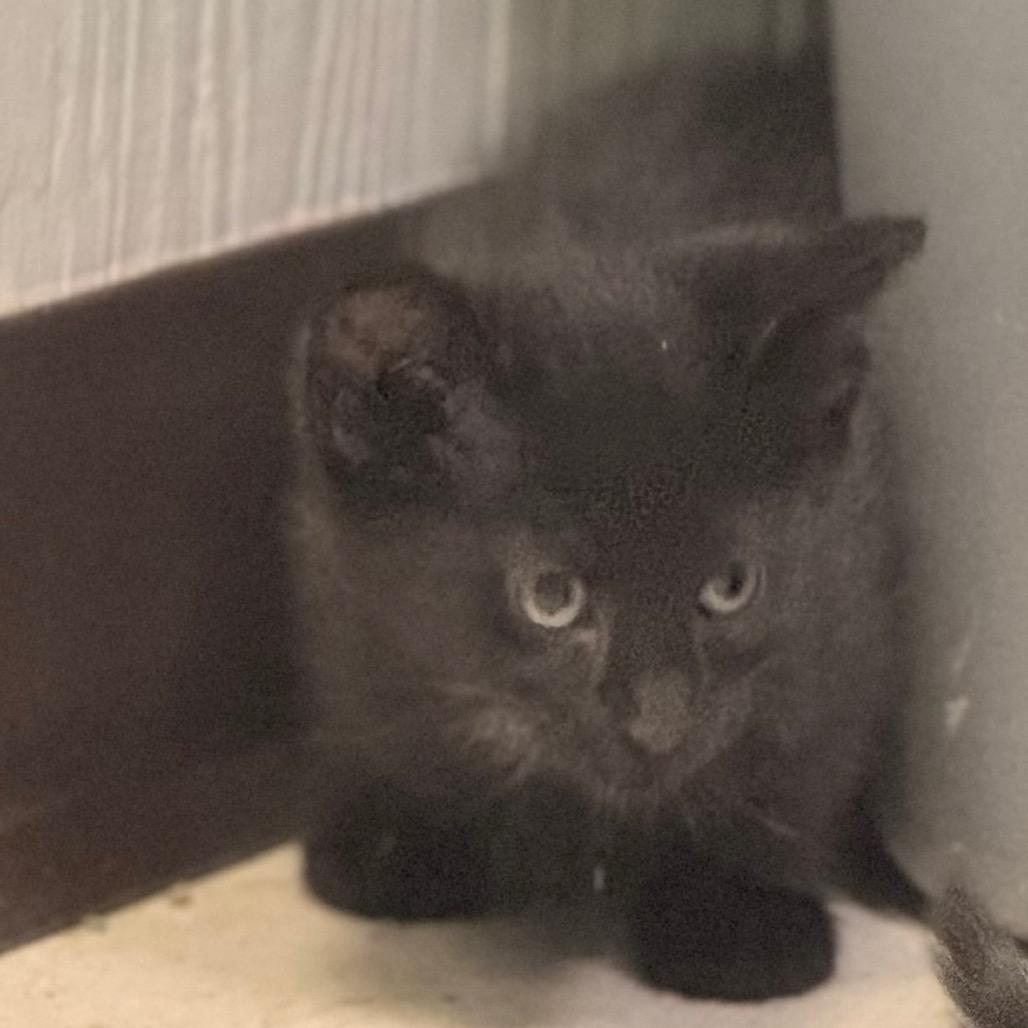 Enlarge Button, a Adoptable Domestic Short Hair in Chariton, IA image 3/6