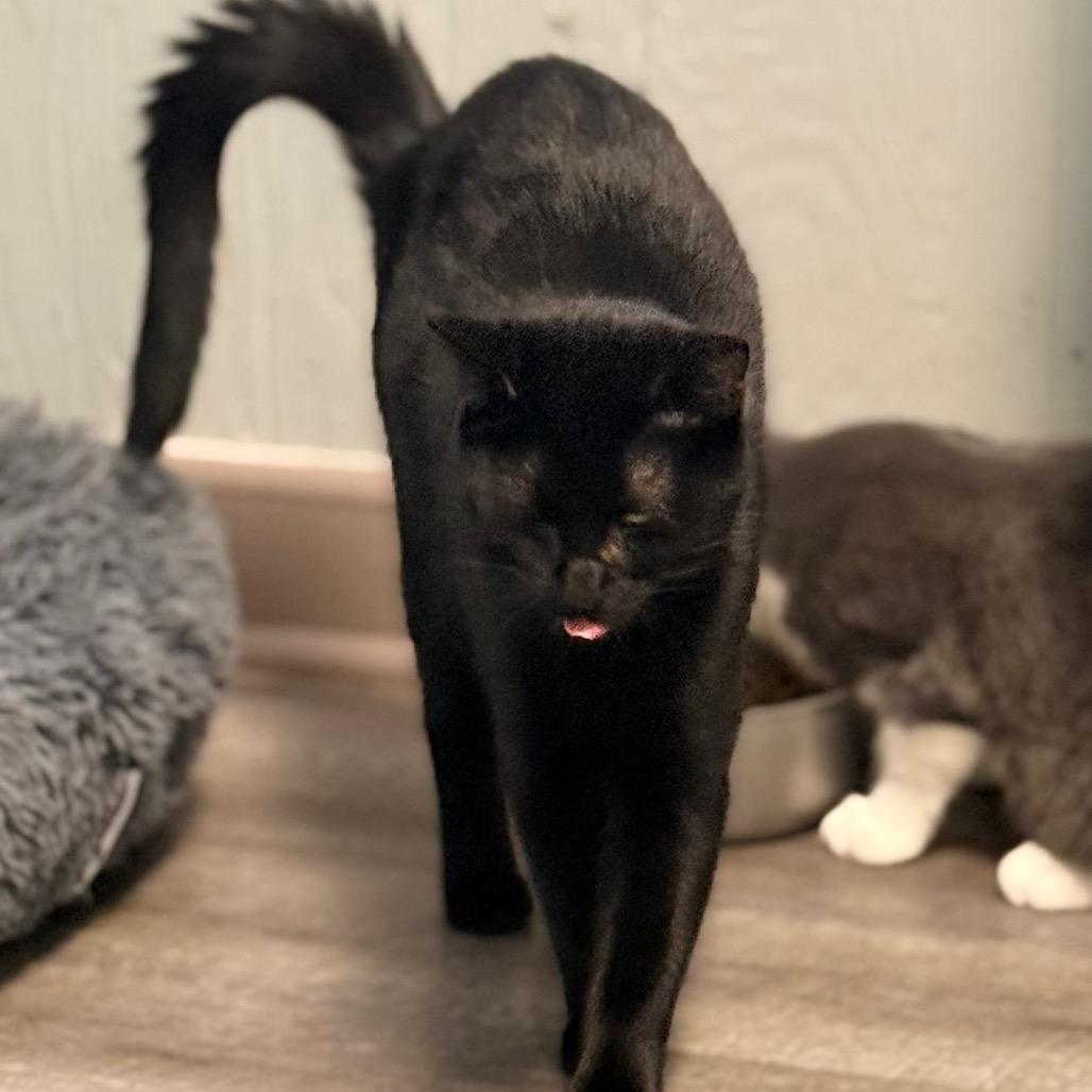 Enlarge Button, a Adoptable Domestic Short Hair in Chariton, IA image 4/6