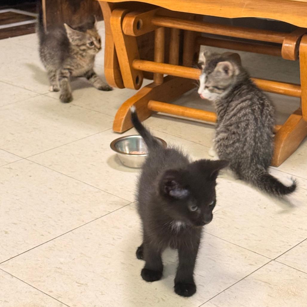 Enlarge Button, a Adoptable Domestic Short Hair in Chariton, IA image 6/6