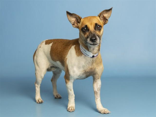 Enlarge YGRITTE, a Adoptable Chihuahua in Phoenix, AZ image 1/1