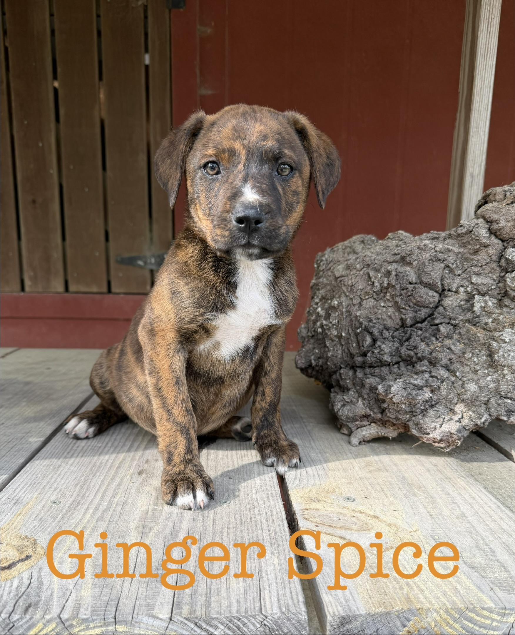 Ginger spice , Adoptable, Puppy Female Pit Bull Terrier.