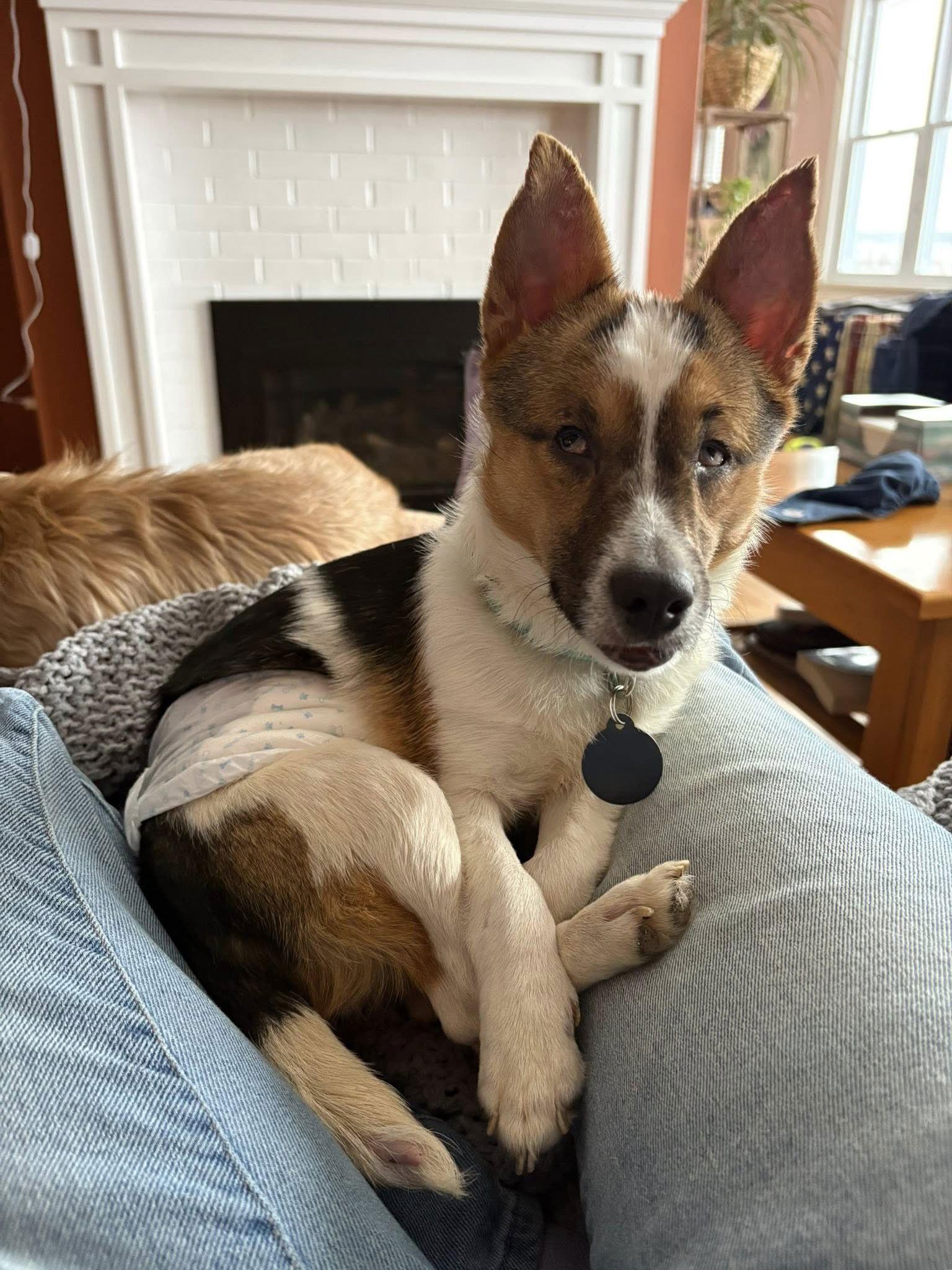 Enlarge Toby, a Adoptable Terrier in Rochester, NY image 1/3