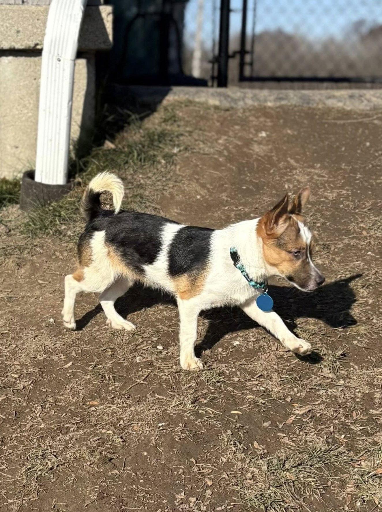 Enlarge Toby, a Adoptable Terrier in Rochester, NY image 2/3