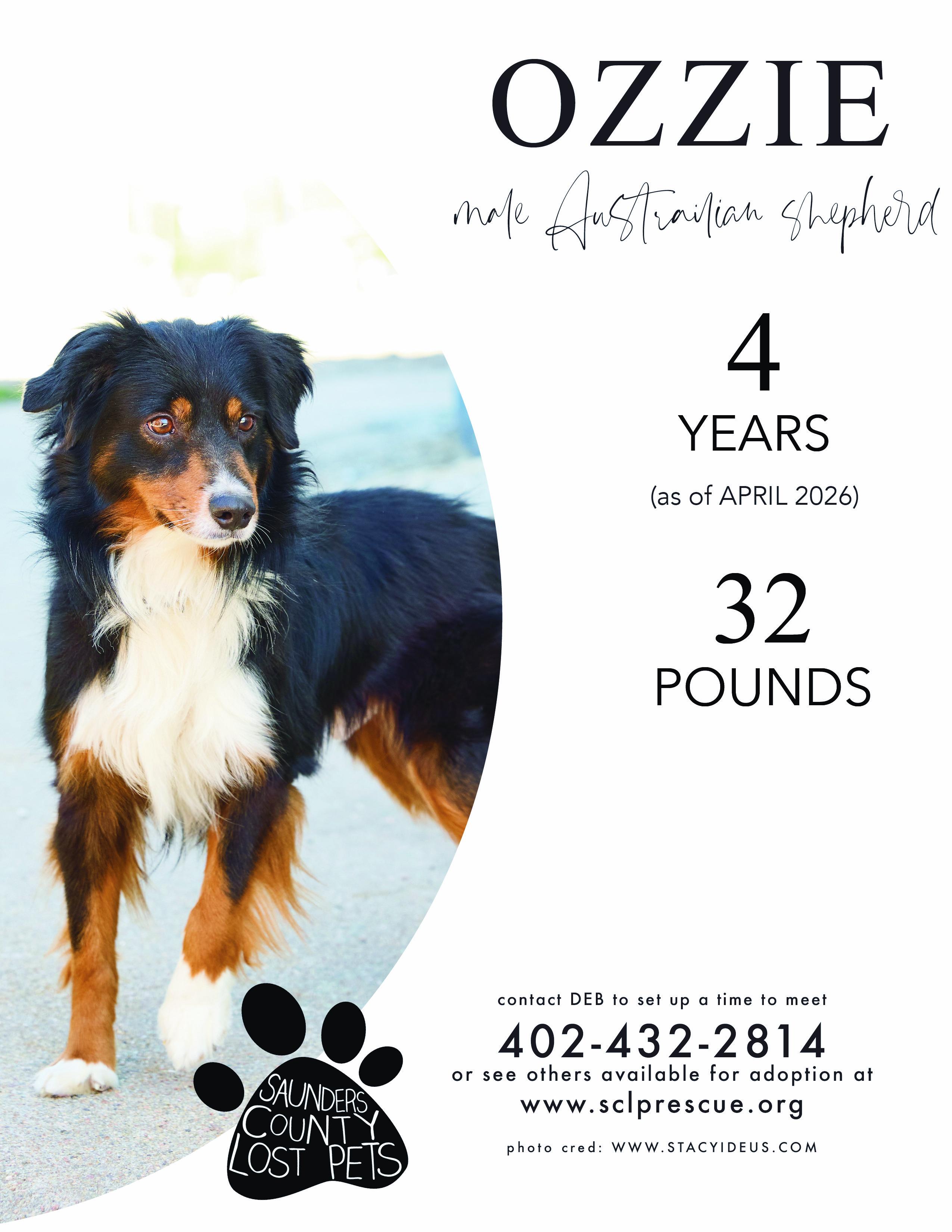 Enlarge Ozzy, an adopted Australian Shepherd in Wahoo, NE image 1/1