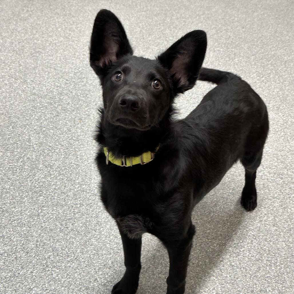 Bit O Honey, Adoptable, Puppy Male Australian Kelpie.