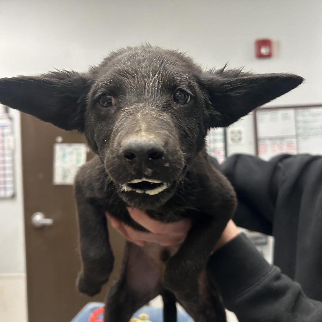 Bit O Honey, Adoptable, Puppy Male Australian Kelpie.