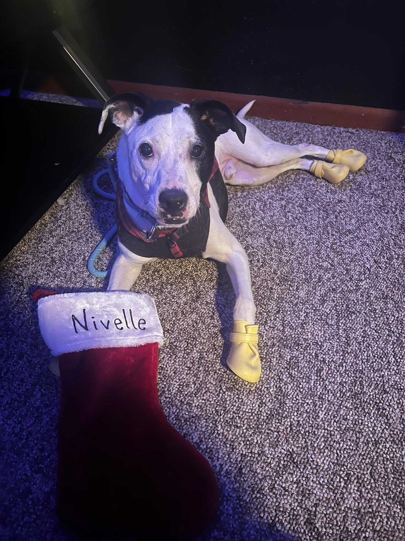 Enlarge Neville, a Adoptable Pit Bull Terrier in Minneapolis, MN image 1/6