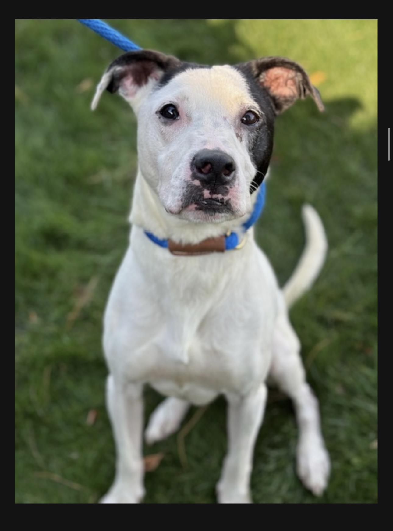 Enlarge Neville, a Adoptable Pit Bull Terrier in Minneapolis, MN image 2/6