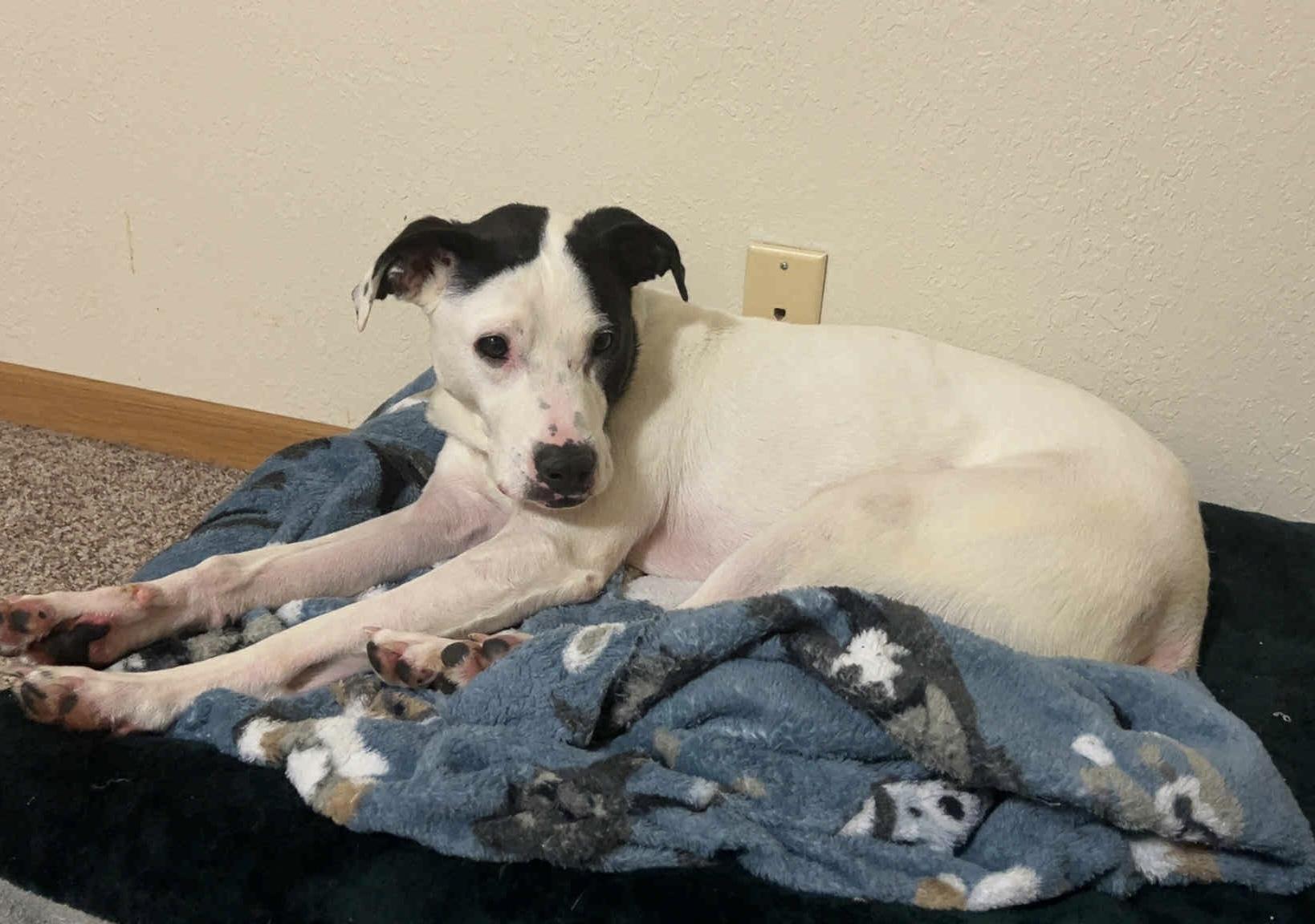 Enlarge Neville, a Adoptable Pit Bull Terrier in Minneapolis, MN image 6/6