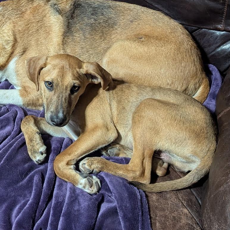 Enlarge Marvin, a Adoptable mixed breed in Wilmington, NC image 4/6