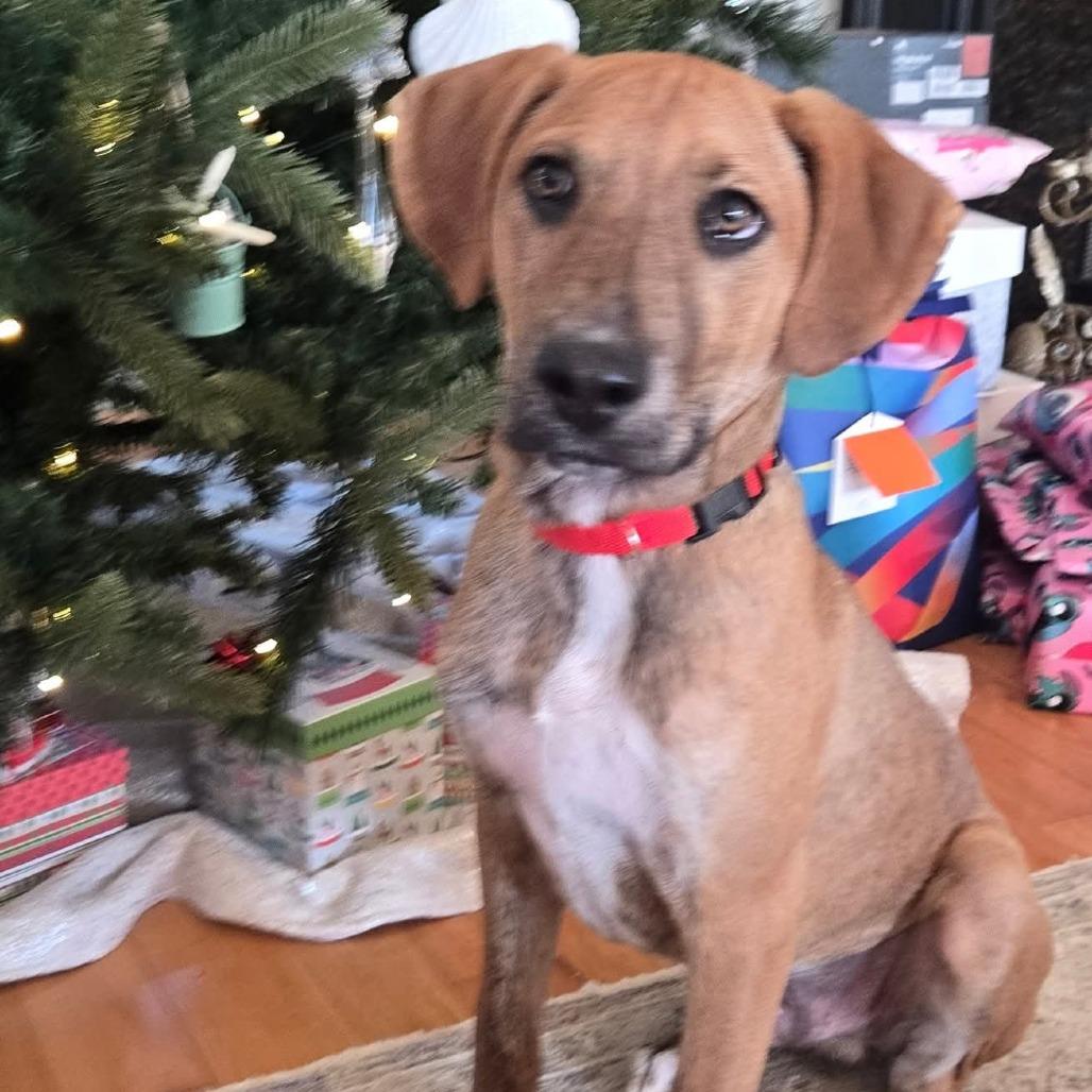 Marvin, Adoptable, Puppy Male Coonhound & Plott Hound.