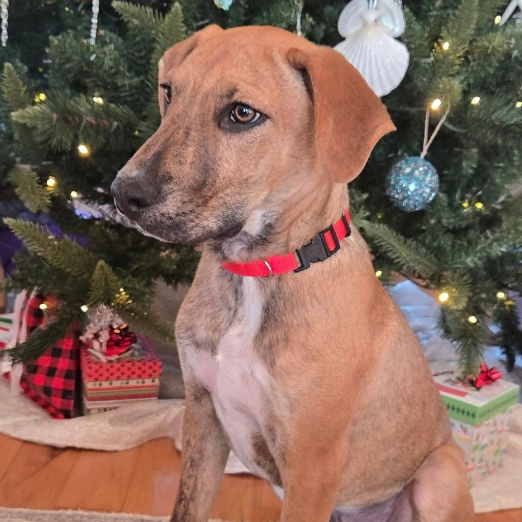 Enlarge Marvin, a Adoptable mixed breed in Wilmington, NC image 5/6