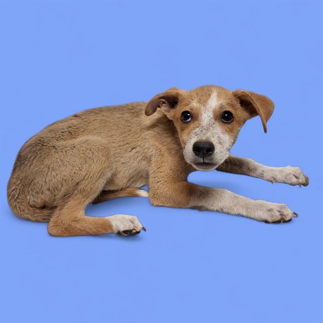 Whiskey -- URGENT AND AT RISK!!