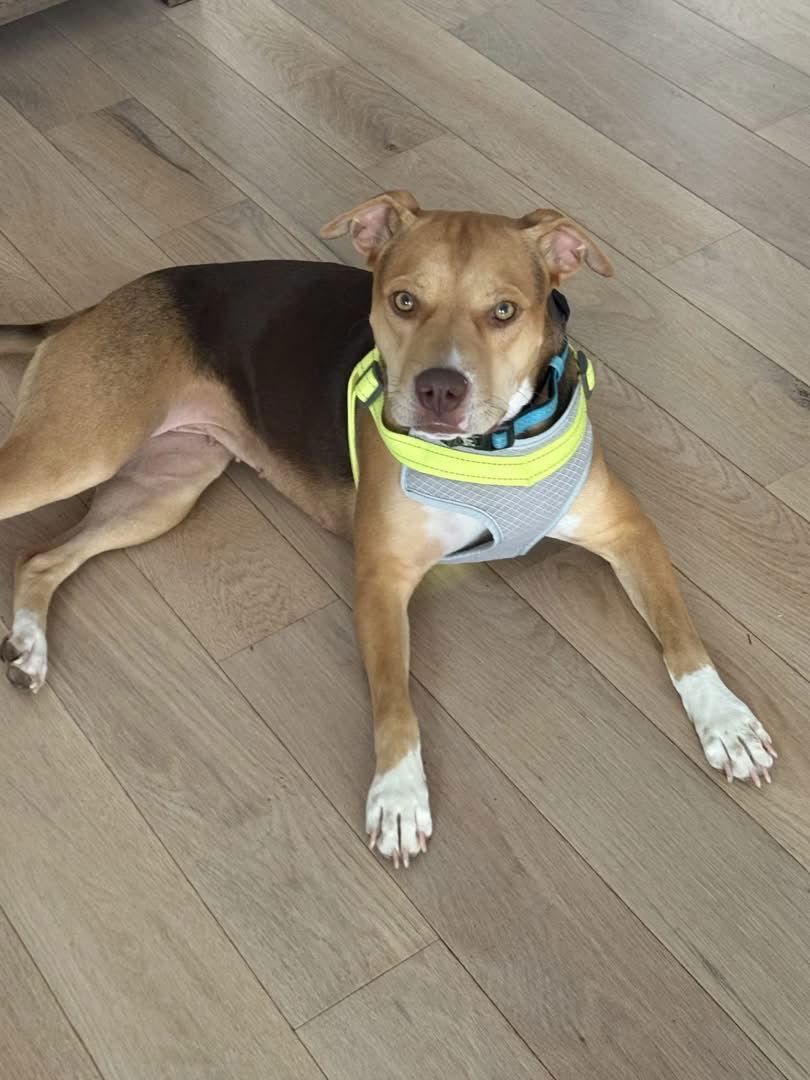 Enlarge Hazel, a Adoptable mixed breed in Tarrytown, GA image 2/3