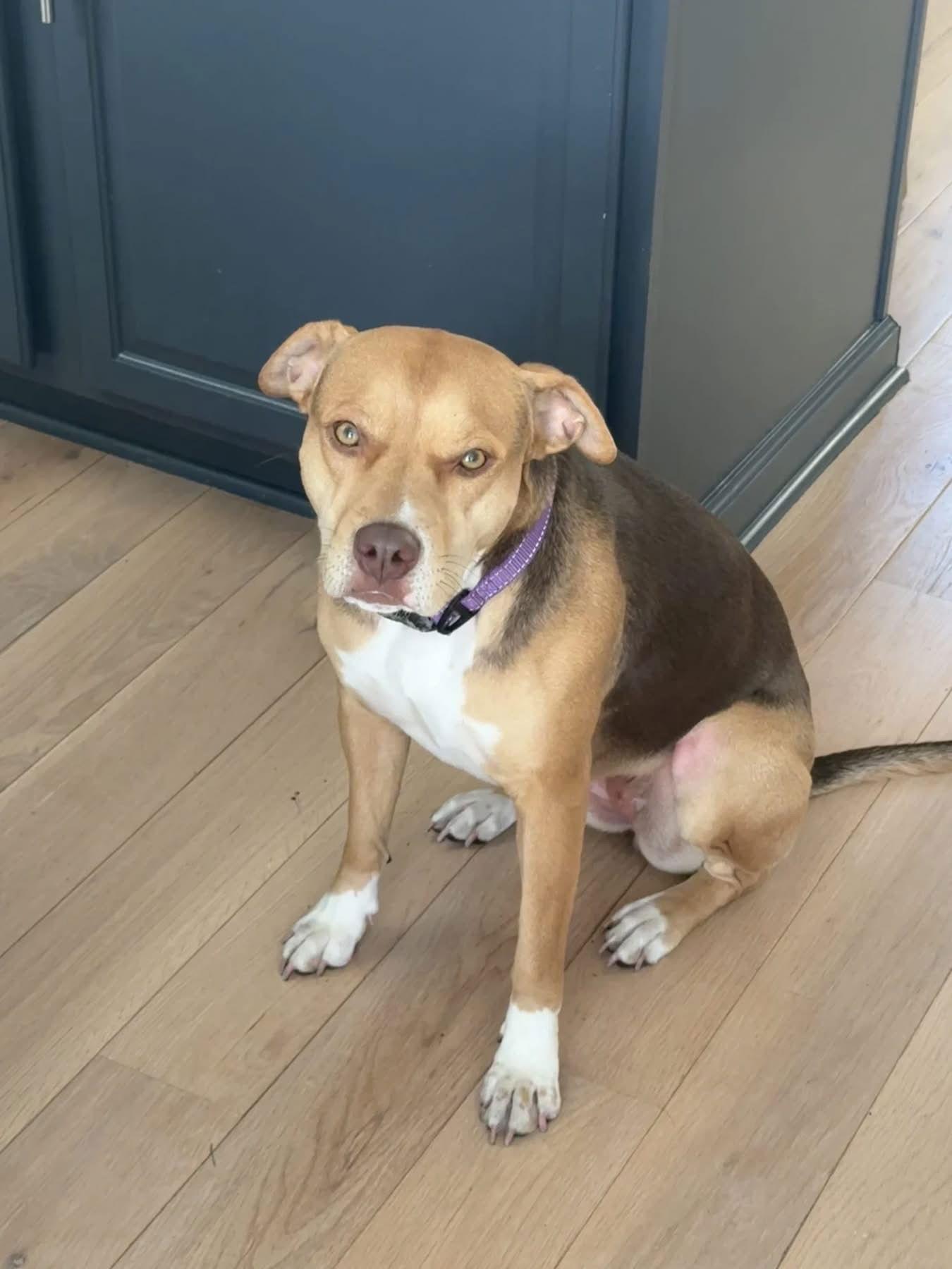 Enlarge Hazel, a Adoptable mixed breed in Tarrytown, GA image 3/3