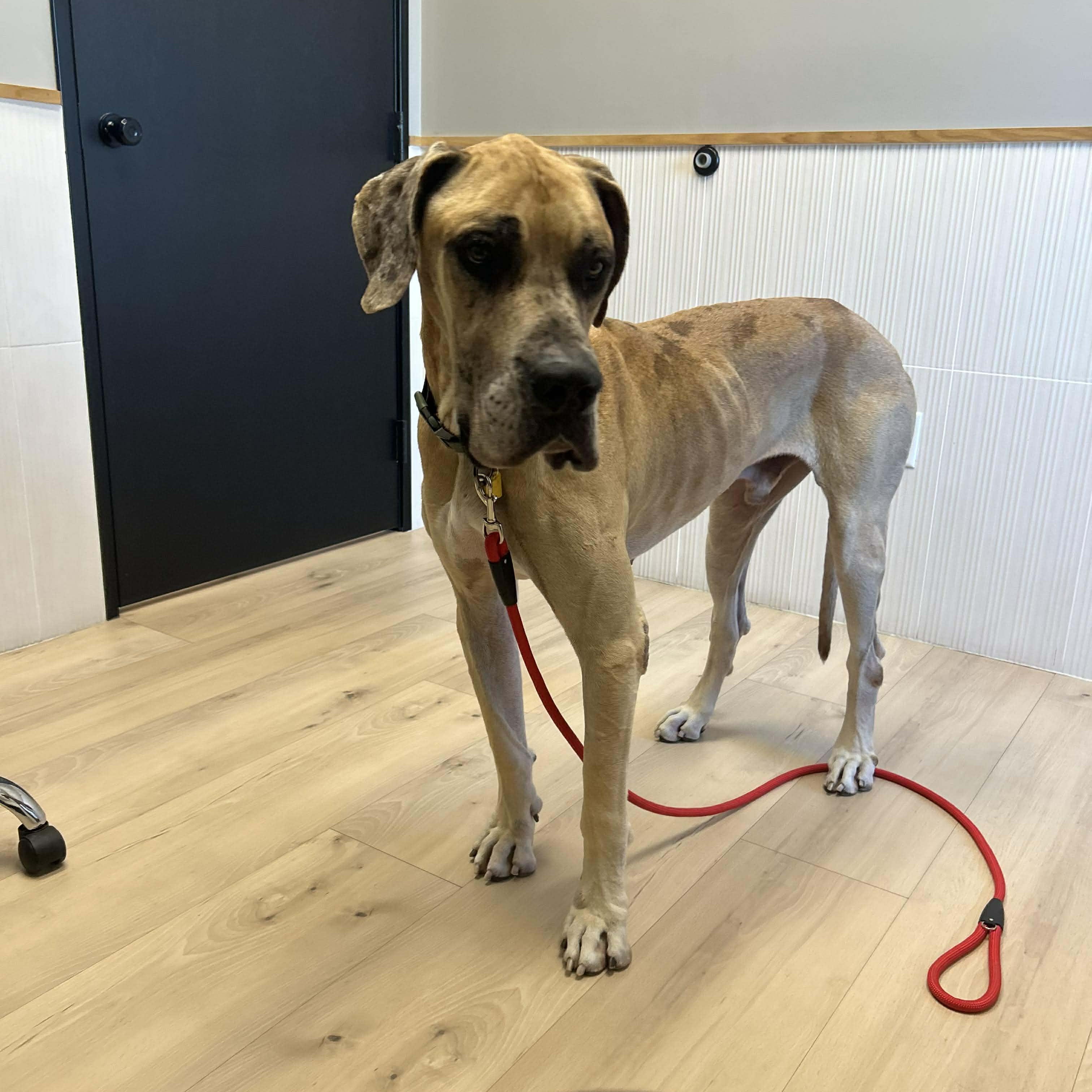 Charlie, an adopted Great Dane in Celina, TX image 2/4