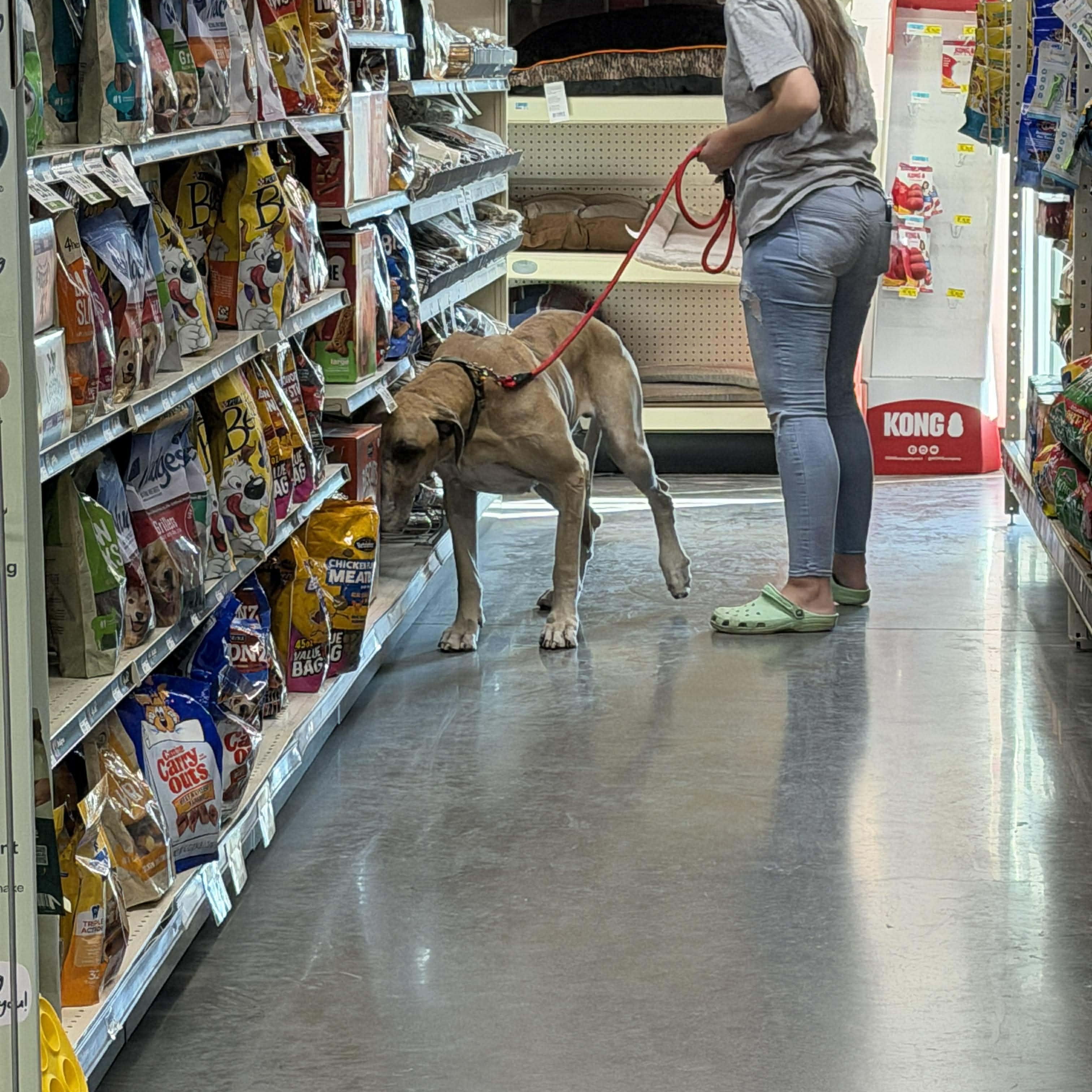 Charlie, an adopted Great Dane in Celina, TX image 3/4