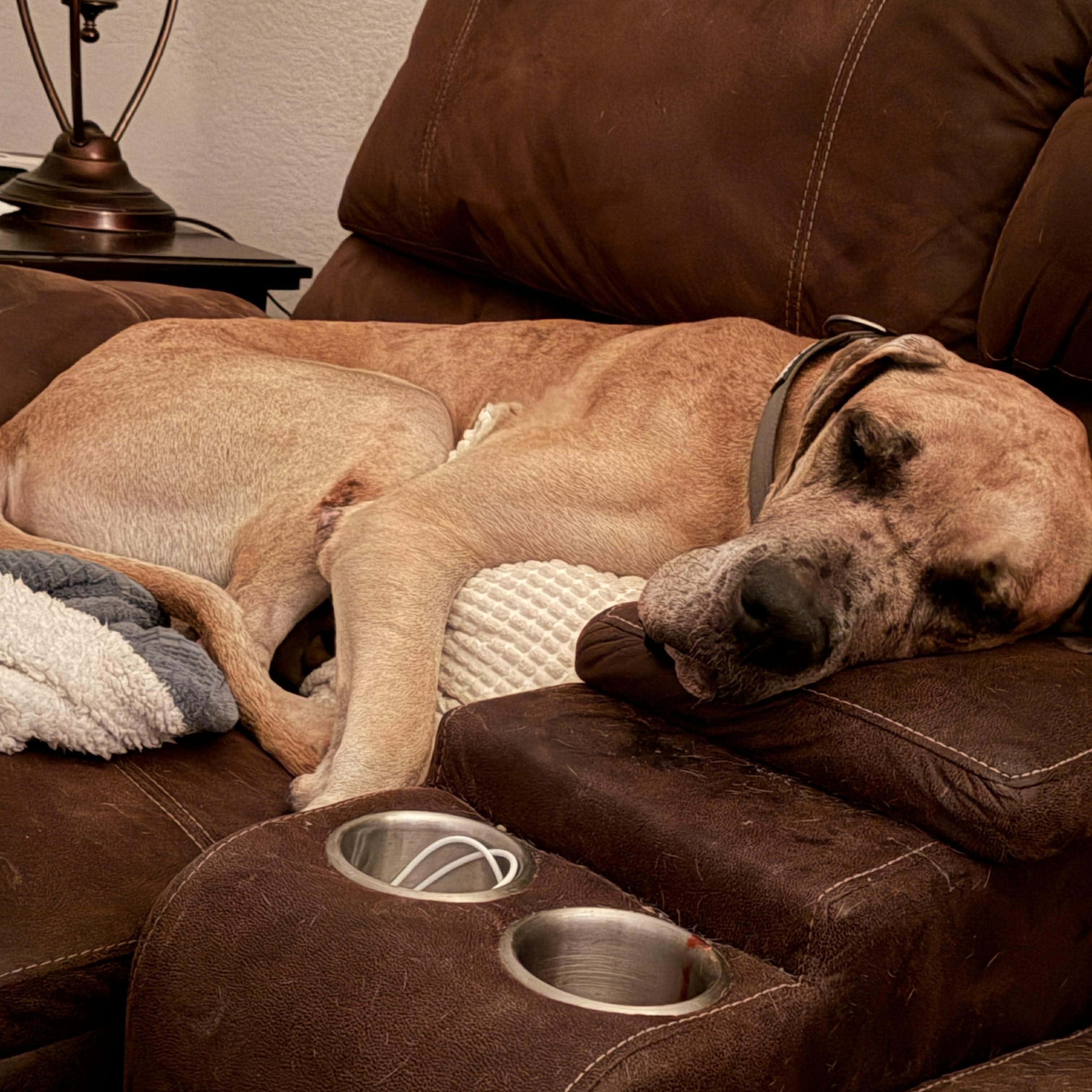 Charlie, an adopted Great Dane in Celina, TX image 4/4