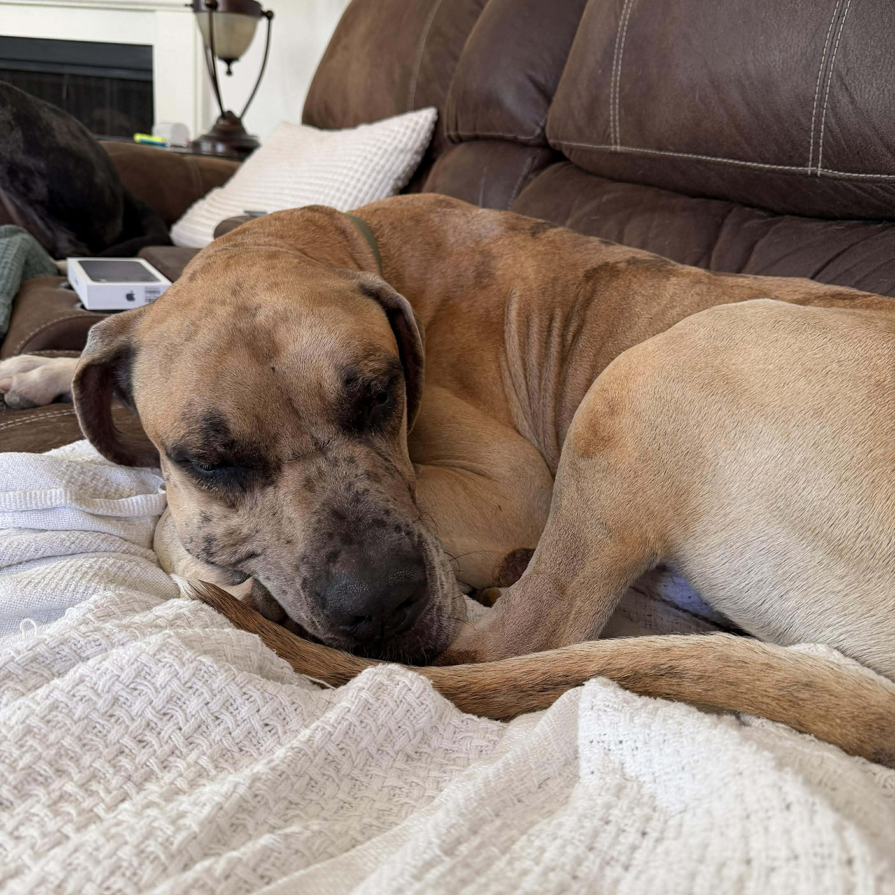 Charlie, an adopted Great Dane in Celina, TX image 1/4