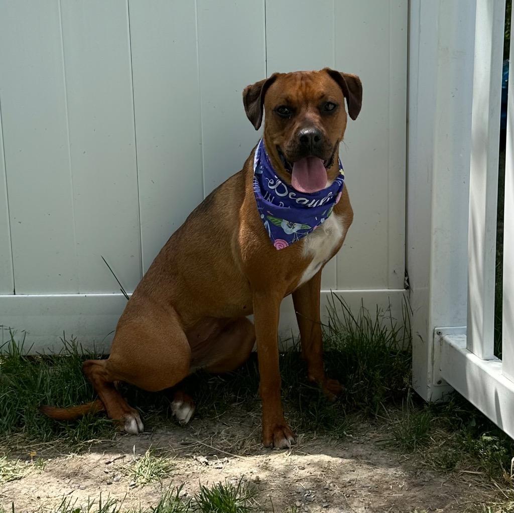 Zinnia, Adoptable, Puppy Female Rottweiler & Boxer.