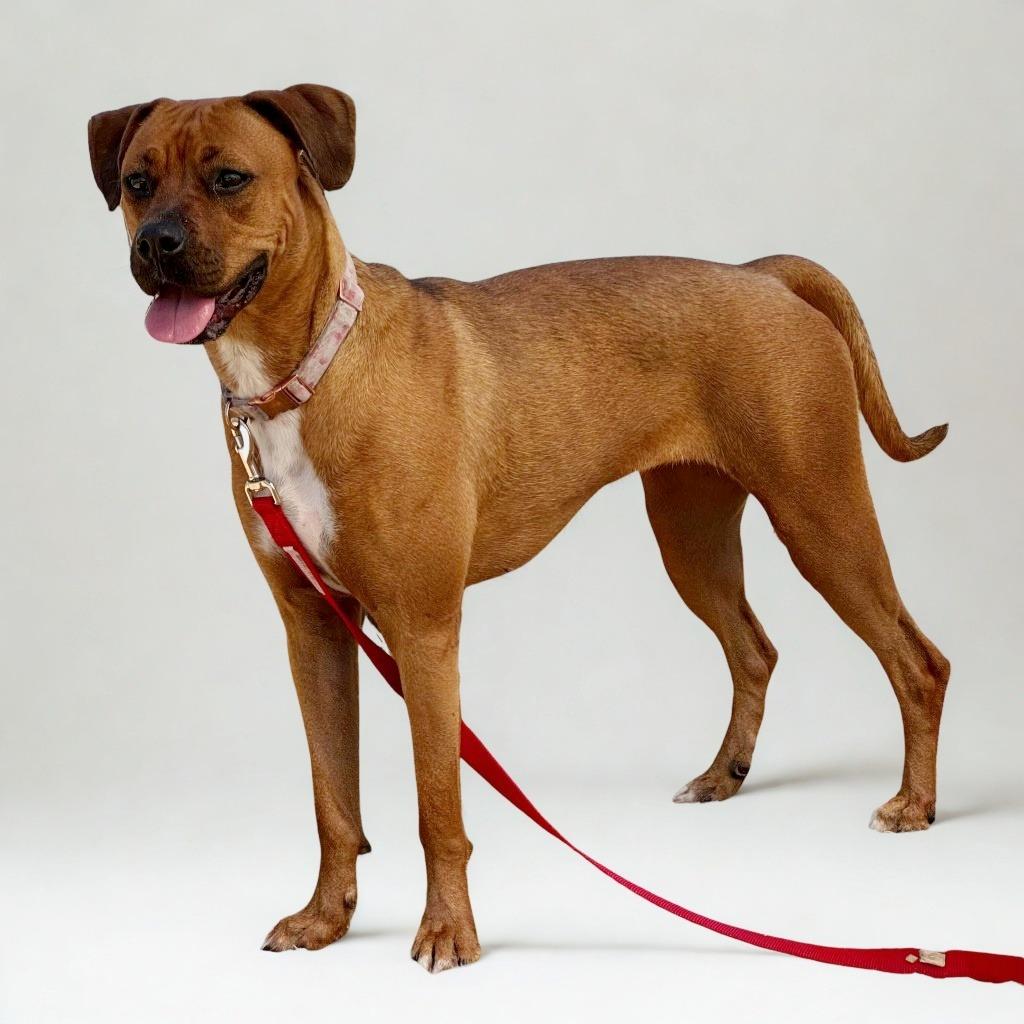 Zinnia, a Adoptable mixed breed in Logan, UT image 1/5