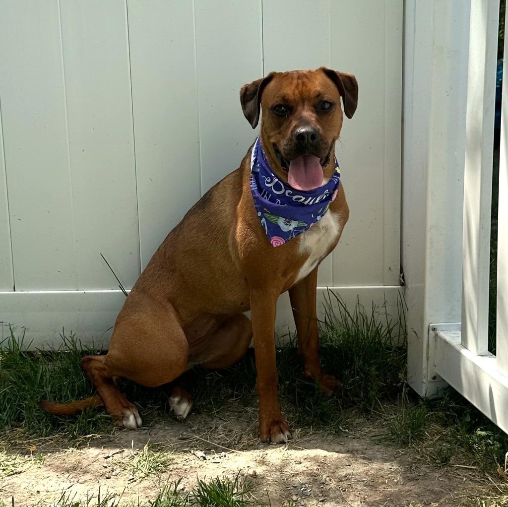 Zinnia, a Adoptable mixed breed in Logan, UT image 3/5