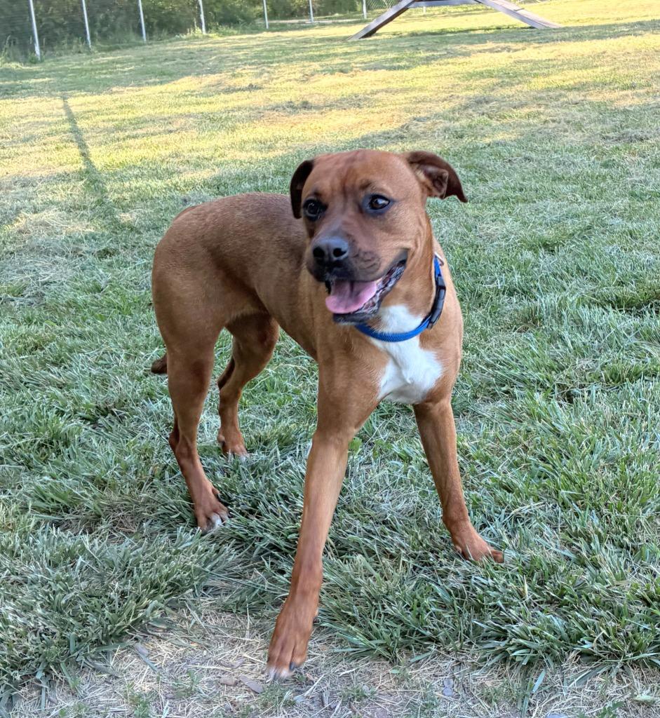 Zinnia, a Adoptable mixed breed in Logan, UT image 3/4