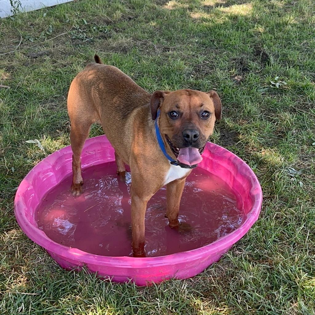 Zinnia, a Adoptable mixed breed in Logan, UT image 3/3