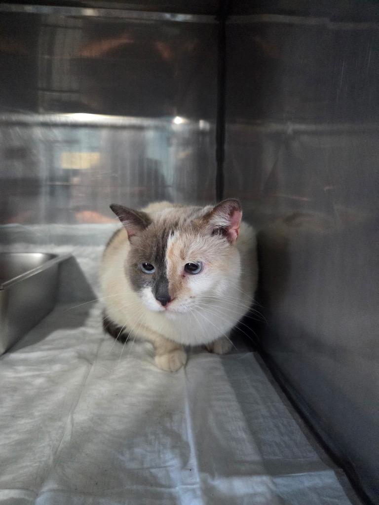 Maybell, Adoptable, Adult Female American Shorthair.