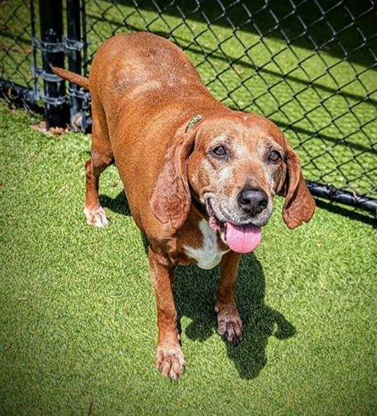 MARTHA, Adoptable, Senior Female Redbone Coonhound.