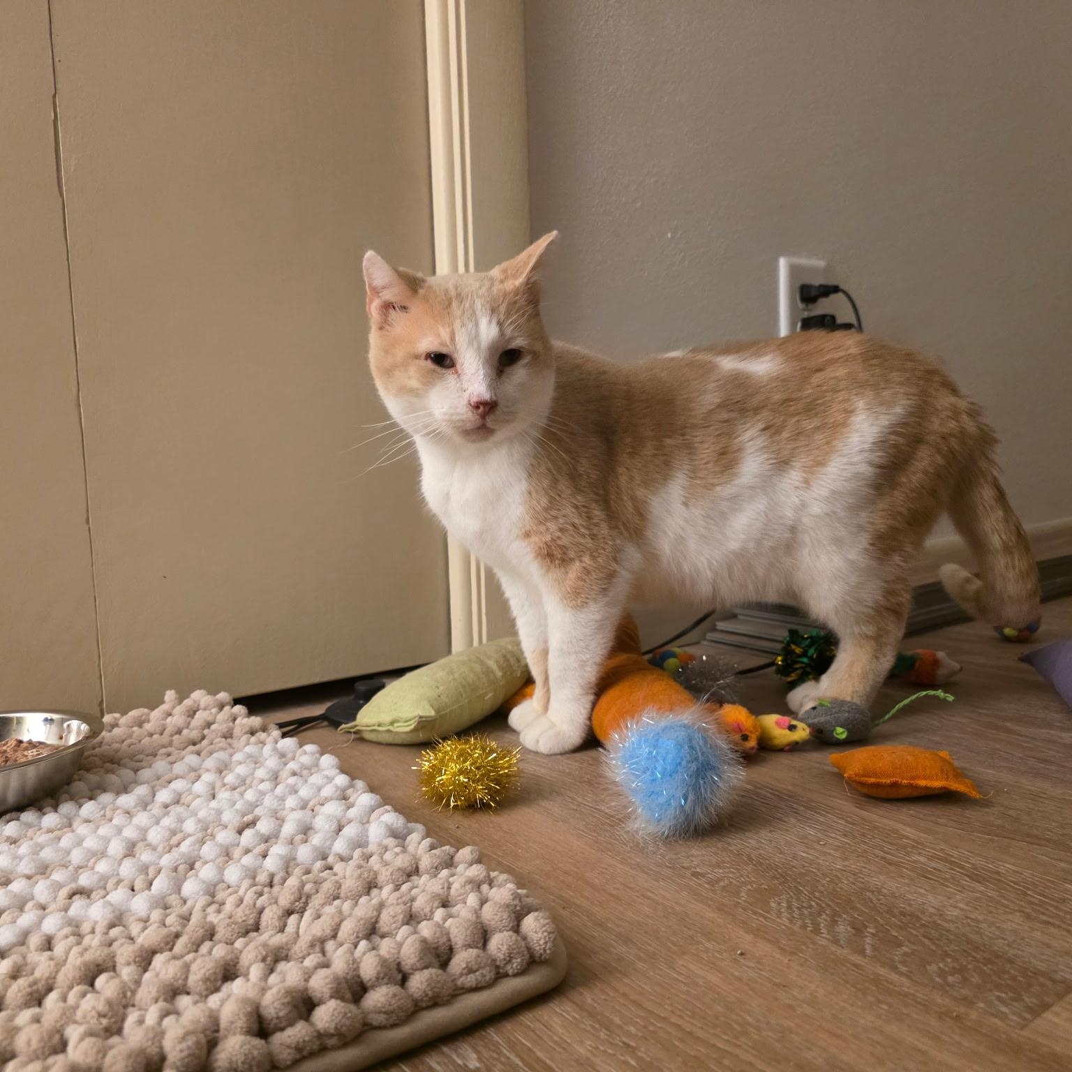 Enlarge Blondie, a Adoptable Domestic Short Hair in Pardeeville, WI image 4/5