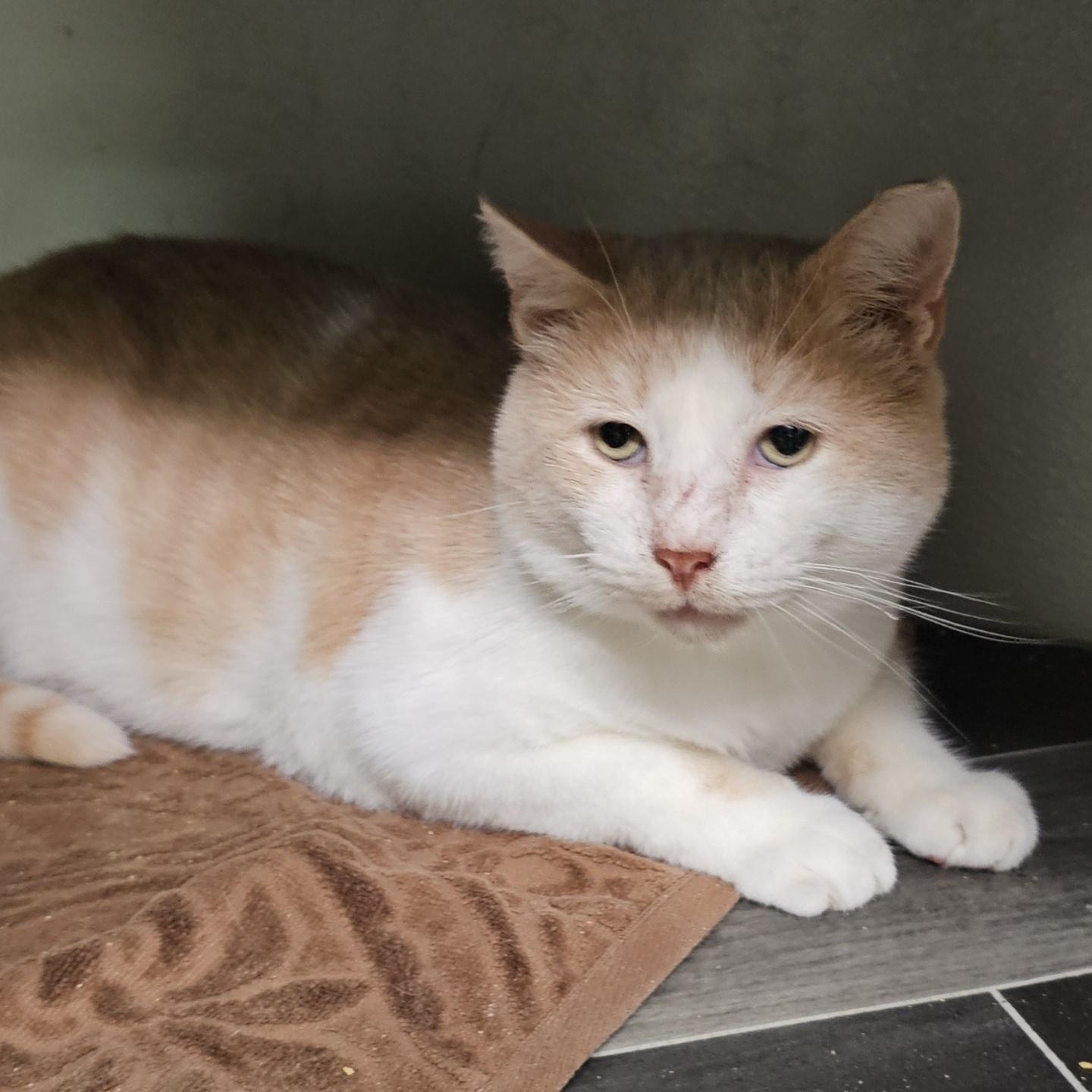 Blondie, a Adoptable Domestic Short Hair in Pardeeville, WI image 1/2