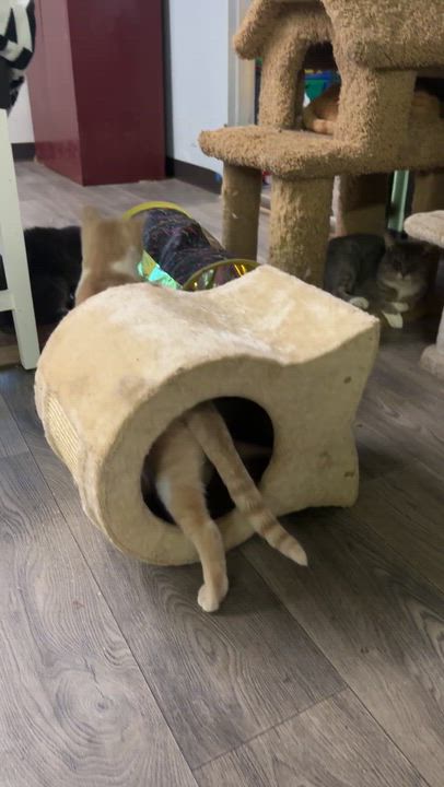 Enlarge Blondie, a Adoptable Domestic Short Hair in Pardeeville, WI video 2/2