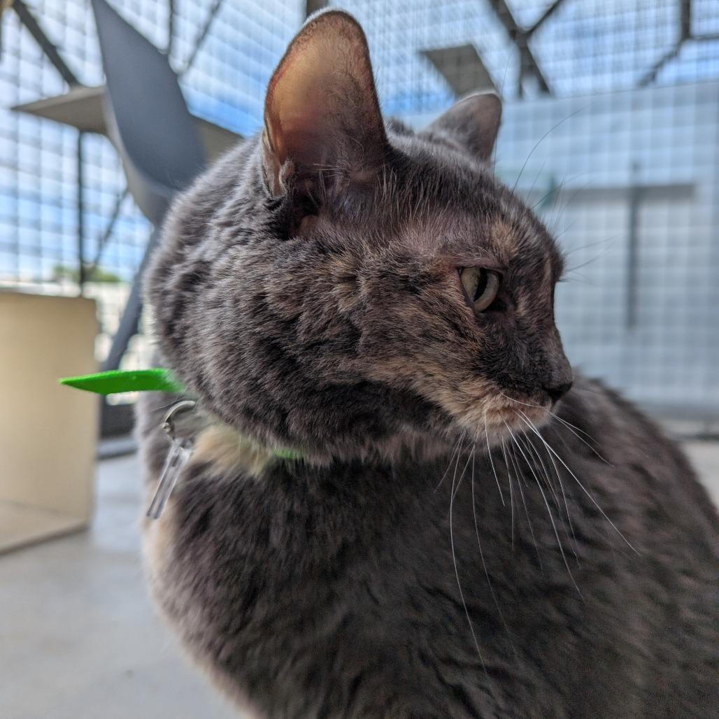 Bailey, Adoptable, Senior Female Domestic Short Hair.