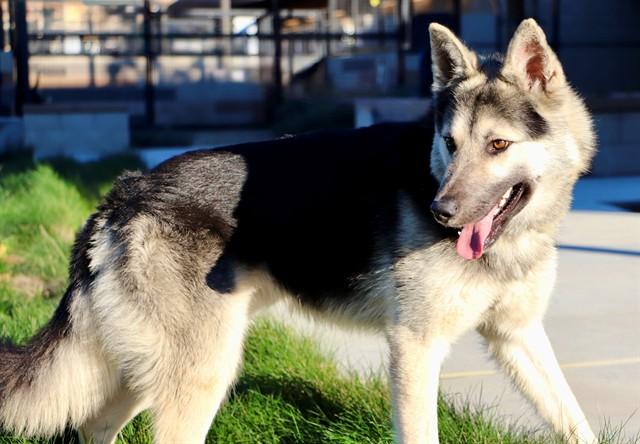 Enlarge CHARLIE, a Adoptable mixed breed in San Luis Obispo, CA image 1/1