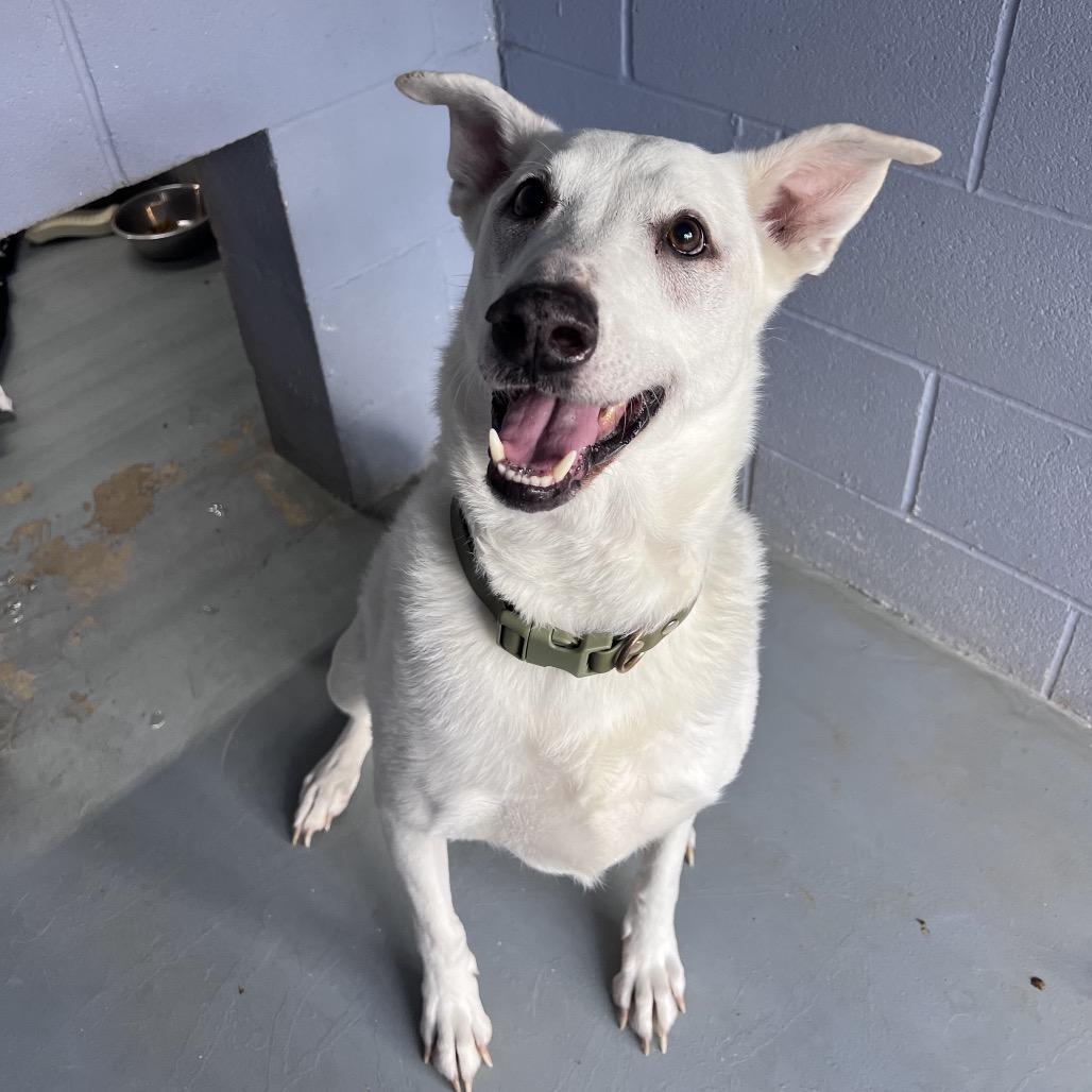 PLUMA, Adoptable, Senior Female Labrador Retriever.